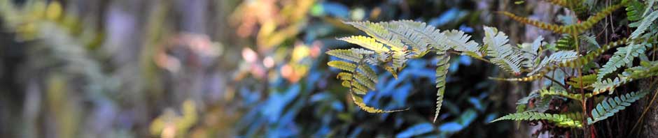 St. Paul Evangelical Lutheran Church 